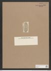 Navicula lyra var. insignis A.Schum. (de-Toni-Nr.: Genus 1, Species 327) Zeichnungen Sammlung Grunow Nr. 746 (NHMW-BOT-W0367137)